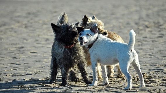 Drei kleine Hunde stehen am Strand. © NDR Foto: Norbert Brandt aus Neubrandenburg