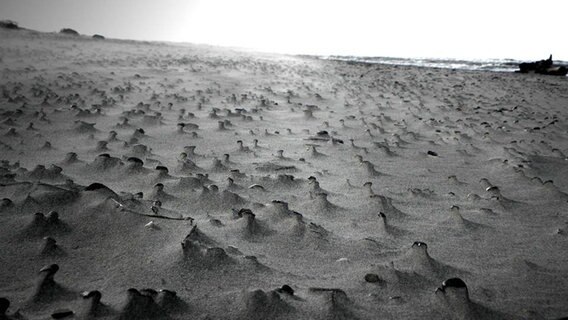 Steinchen, die auf dem Strandsand liegen wurden vom Wind freigeweht und sehen nun wie kleine Türmchen aus. © NDR Foto: Ralf Fricke aus Heinrichsruh