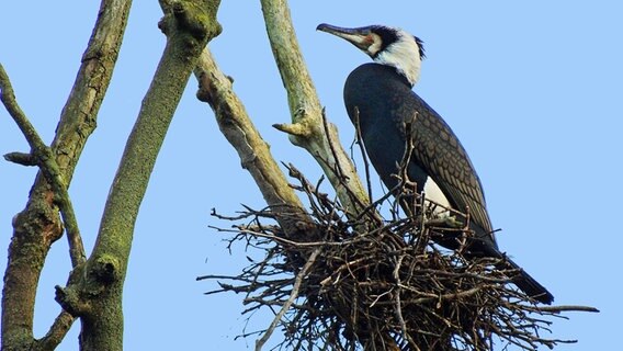 Ein Kormoran sitzt auf seinem Nest © NDR Foto: Edgar Ackermann aus Brandshagen