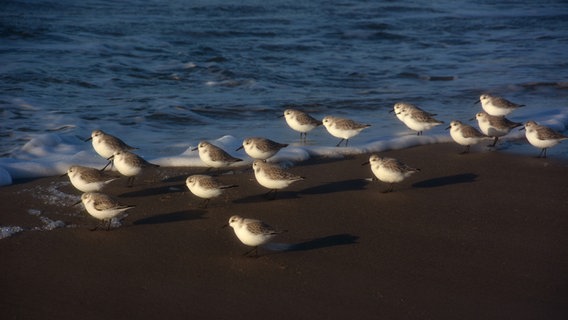 Vögel stehen am Rand der Ostsee © NDR Foto: Werner Bayer aus Neubrandenburg
