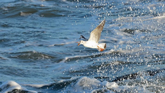 Möwe fliegt über stürmische Ostsee mit Beute im Schnabel © NDR Foto: Katrin Kunkel aus Ribnitz-Damgarten