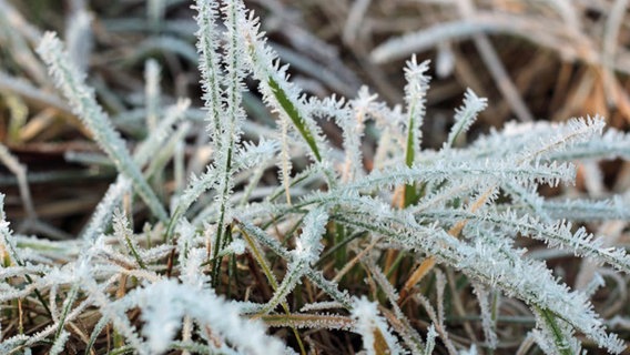 Gras ist gefroren © NDR Foto: Lutz Hoffmann aus Eggesin