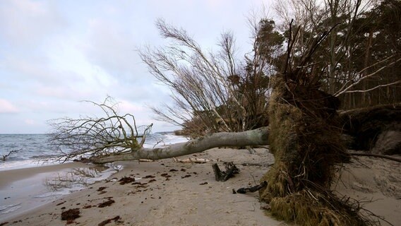 Umgestürzter Baum am Strand © NDR Foto: Karsten Unger Groß Mohrdorf