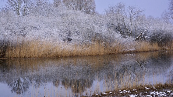 Flussufer der Ryck © NDR Foto: Günter Kamp aus Greifswald