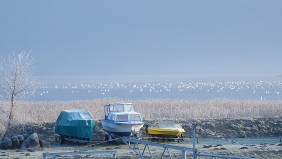 Schwäne auf einem vereisten See © NDR Foto: Frank Seidel aus Prohn