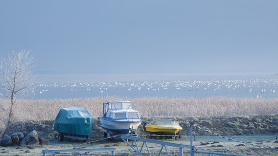 Schwäne auf einem vereisten See © NDR Foto: Frank Seidel aus Prohn