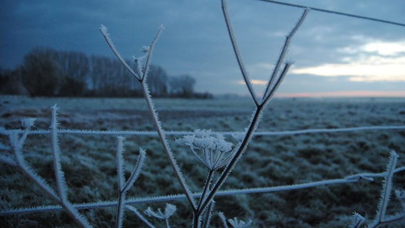 Zweig an einem Zaun ist eingefroren. © NDR Foto: Guido Schuppan aus Trent
