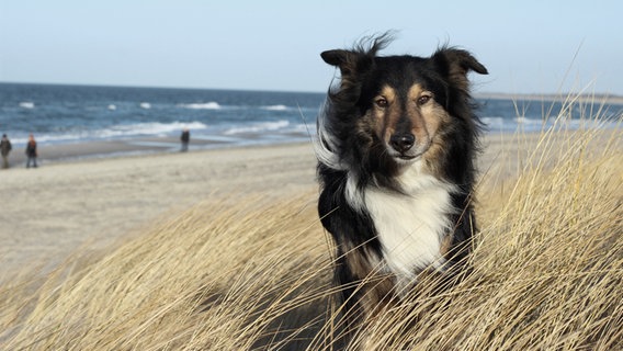Hund am Strand © NDR Foto: Katy Remus aus Lühburg