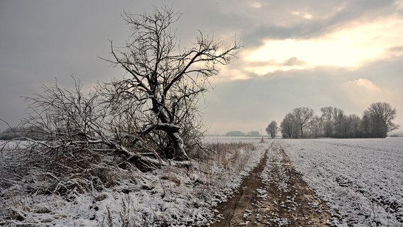 Schneebedecktes Feld © NDR Foto: Günter Kamp aus Greifswald