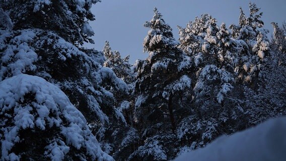 Dichter Wald mit Schnee bedeckt © NDR Foto: Petra Metsch aus Pasewalk