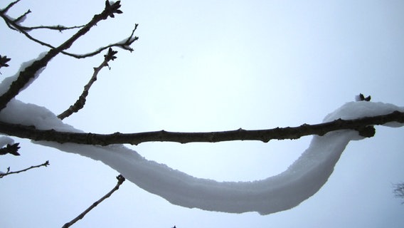 Schneegebilde auf einem Ast in Form einer Schlange © NDR Foto: Susanne Hinz aus Hinrichshagen