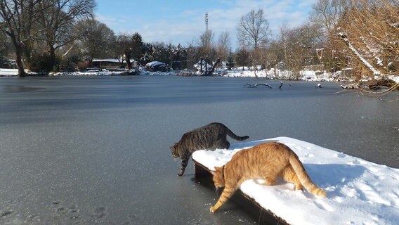 Zwei Katzen prüfen mit einer Pfote, ob das Eis schon hält. © NDR Foto: Isa Pichert-Förster aus Putbus