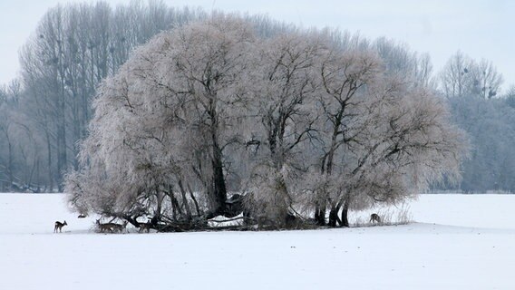 Rehe stehen auf einem schneebedeckten Feld im Schutz einer Baumgruppe. © NDR Foto: Sascha Dorp aus Bugewitz