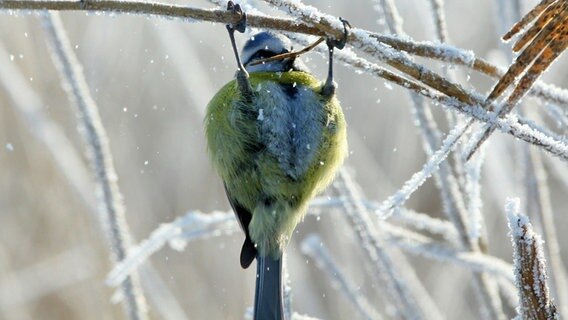 Blaumeise auf Futtersuche © NDR Foto: Tilo Wallrodt