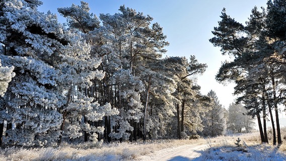 Winterlandschaft © NDR Foto: Günter Kamp aus Greifswald