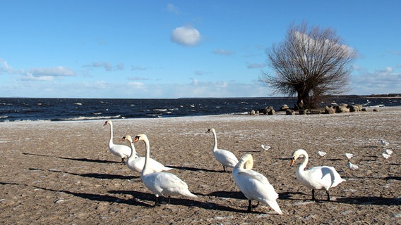 Schwäne am Strand © NDR Foto: Regina Nitschke aus Jatznick