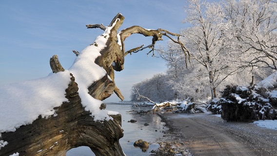 Baum mit Schnee bedeckt am Wasser © NDR Foto: Günter Kamp aus Greifswald