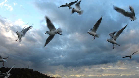 Möwen fliegen wild am Himmel © NDR Foto: Hans Wegner aus Torgelow