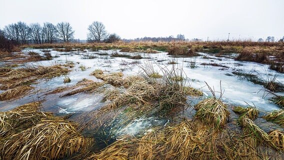 Eis auf einer Koppel © NDR Foto: Mike Lange aus Greifswald