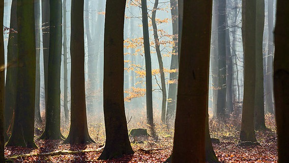 Sonnenstrahlen fallen durch die Bäume im Wald bei Loissin © NDR Foto: Uwe Kantz aus Hinrichshagen