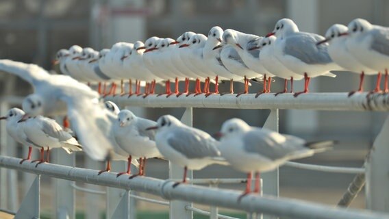 Möwen auf einem Brückengeländer © NDR Foto: Robert Gerber aus Greifswald