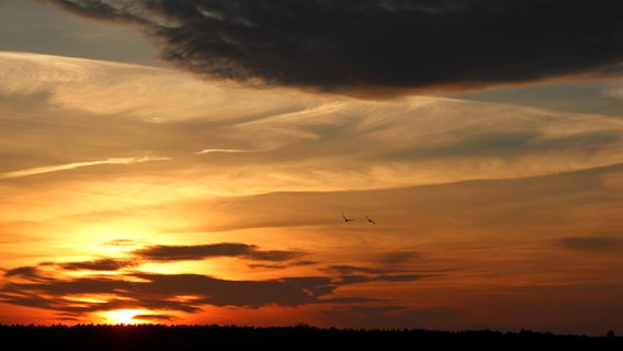 Fliegende Kraniche im Sonnenuntergang © NDR Foto: Marthe Wahl aus Murchin-Pinnow