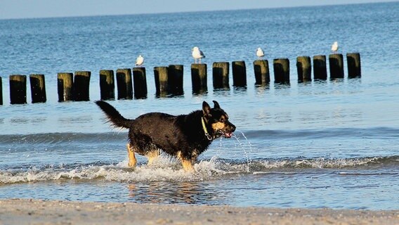 Schäferhund tobt in der Ostsee © NDR Foto: Eckhard Wolfgramm aus Salow