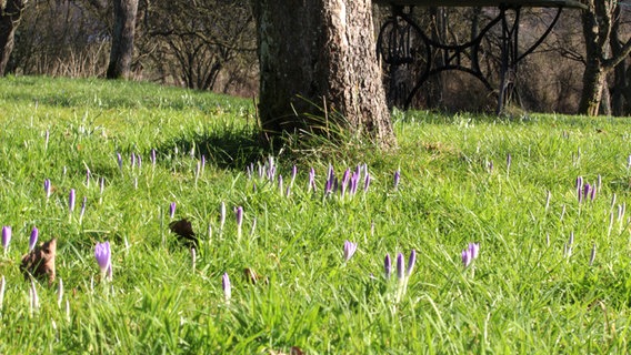 Krokusse blühen auf einer Wiese. © NDR Foto: Marthe Wahl aus Murchin-Pinnow