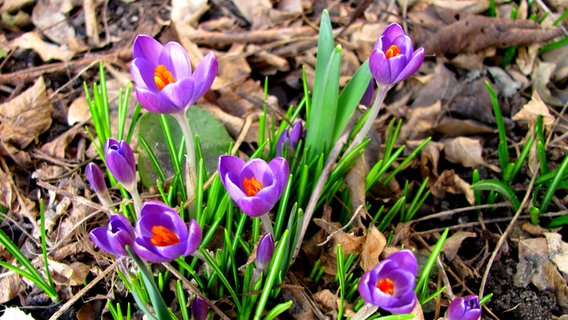 Lila farbene Krokusse auf dem Waldboden © NDR Foto: Rosemarie Meier aus Stralsund