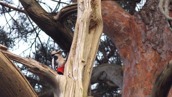 Specht sitzt im Baum © NDR Foto: Gabriele Müller aus Medow