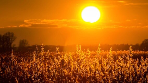 Sonnenuntergang hinter Schilf. © NDR Foto: Uwe Kantz aus Hinrichshagen