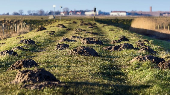 Maulwurfshügel auf einer Wiese © NDR Foto: Uwe Kantz aus Hinrichshagen