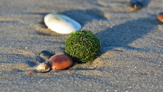 Eine Mooskugel liegt neben Steinen am Strand. © NDR Foto: Katrin Kunkel aus Ribnitz-Damgarten