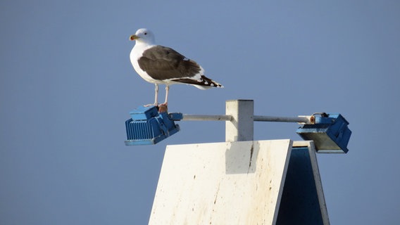 Eine Möwe sitzt auf einer Lampe. © NDR Foto: Frank Sakuth aus Thiessow