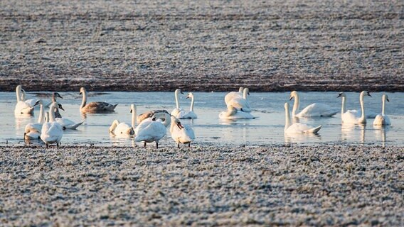 Schwäne auf einem Acker © NDR Foto: Dieter Schmidtke aus Greifswald