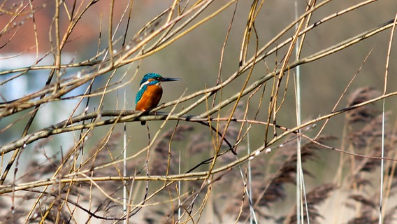 Eisvogel © NDR Foto: Daniel Holte aus Greifswald