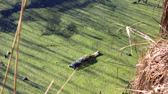 Flasche liegt in einem Teich, der mit Entenflott bedeckt ist. © NDR Foto: Marthe Wahl aus Murchin-Pinnow