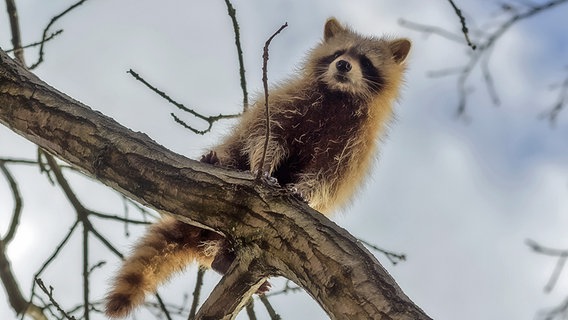 Ein Waschbär klettert auf einem Ast herum. © NDR Foto: Uwe Kantz aus Hinrichshagen