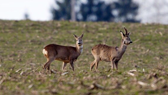 Zwei Rehe stehen auf einer Wiese. © NDR Foto: Detlef Meier aus Ducherow