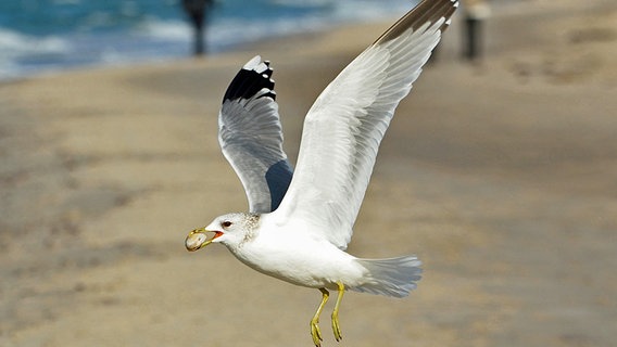 Eine Möwe fliegt mit einer Sandklaffmuschel im Schnabel. © NDR Foto: Katrin Kunkel aus Ribnitz-Damgarten