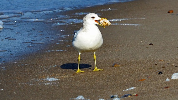 Eine Möwe mit einer Sandklaffmuschel im Schnabel. © NDR Foto: Katrin Kunkel aus Ribnitz-Damgarten