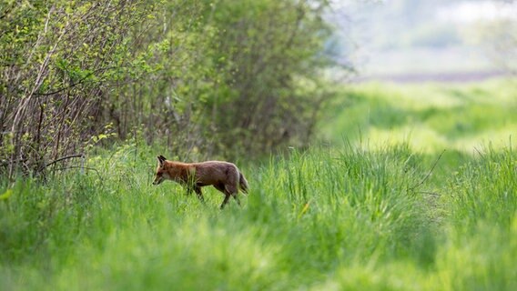 Ein Fuchs im hohen Gras © NDR Foto: Detlef Meier aus Ducherow