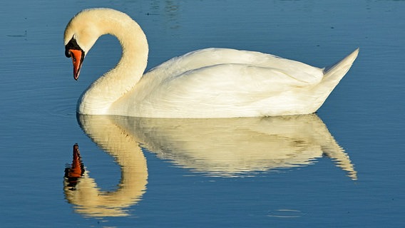 Ein Schwan schließt die Augen. © NDR Foto: Katrin Kunkel aus Ribnitz-Damgarten