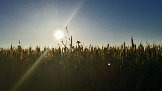 Sonnenuntergang hinter einem Getreidefeld © NDR Foto: Diana Grotkopp aus Bartenshagen