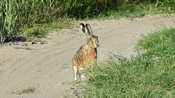 Eine Hase steht auf einem Feld. © NDR Foto: Katrin Kunkel aus Ribnitz-Damgarten