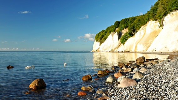 Die Kreideküste auf Rügen © NDR Foto: Norbert Brandt aus Neubrandenburg