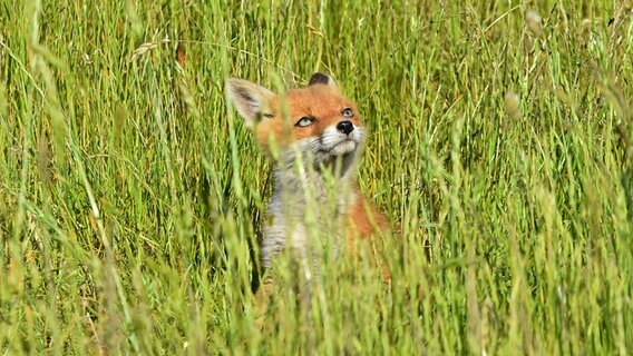 Ein junger Fuchs im hohen Gras © NDR Foto: Katrin Kunkel aus Ribnitz-Damgarten