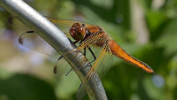 Eine Libelle auf einem Gartenstuhl © NDR Foto: Jörg Nüssemeyer aus Greifswald