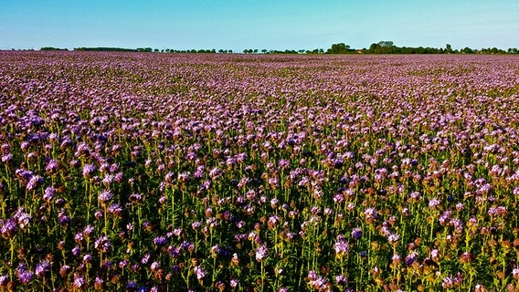 ein Phacelia-Feld © NDR Foto: Anja Mateblowski aus Berlin