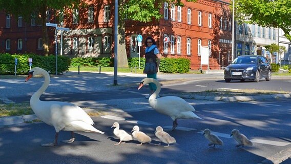 Eine Schwanenfamilie überquert eine Straße. © NDR Foto: Ekkehard Müller aus Stralsund